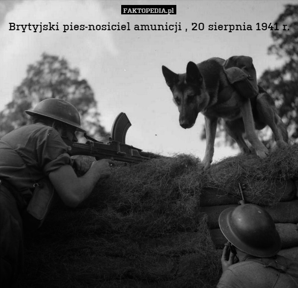 Brytyjski pies-nosiciel amunicji , 20 sierpnia 1941 r. 
