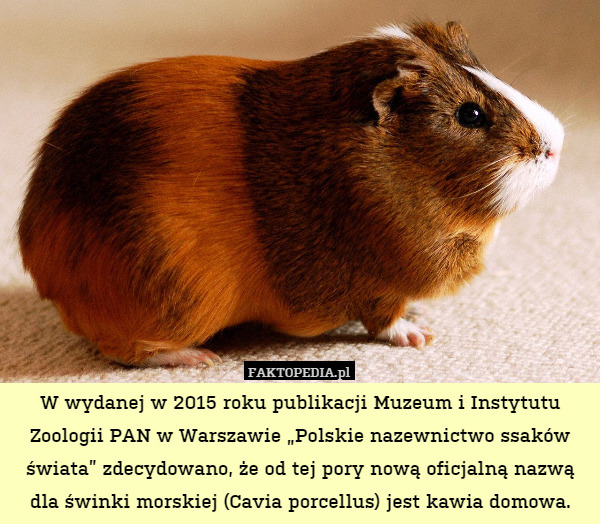 W wydanej w 2015 roku publikacji Muzeum i Instytutu Zoologii PAN w Warszawie „Polskie nazewnictwo ssaków świata” zdecydowano, że od tej pory nową oficjalną nazwą dla świnki morskiej (Cavia porcellus) jest kawia domowa. 