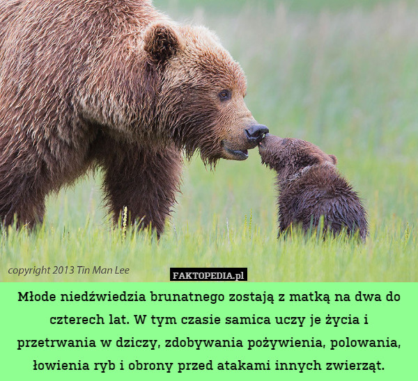 Młode niedźwiedzia brunatnego zostają z matką na dwa do czterech lat. W tym czasie samica uczy je życia i przetrwania w dziczy, zdobywania pożywienia, polowania, łowienia ryb i obrony przed atakami innych zwierząt. 