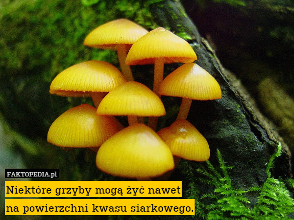 Niektóre grzyby mogą żyć nawet
na powierzchni kwasu siarkowego. 