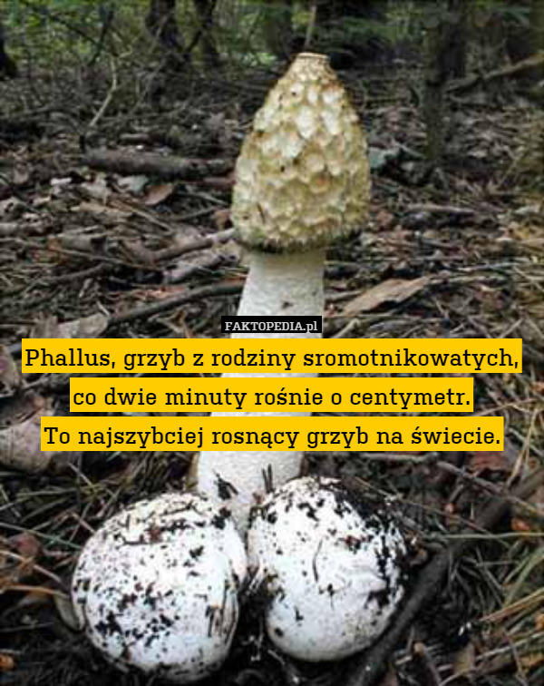 Phallus, grzyb z rodziny sromotnikowatych, co dwie minuty rośnie o centymetr.
To najszybciej rosnący grzyb na świecie. 