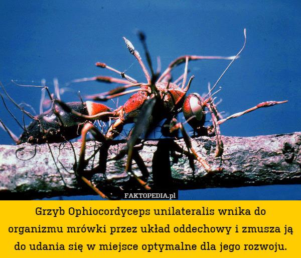 Grzyb Ophiocordyceps unilateralis wnika do organizmu mrówki przez układ oddechowy i zmusza ją do udania się w miejsce optymalne dla jego rozwoju. 