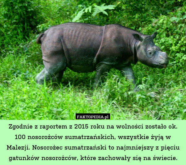 Zgodnie z raportem z 2015 roku na wolności zostało ok. 100 nosorożców sumatrzańskich, wszystkie żyją w Malezji. Nosorożec sumatrzański to najmniejszy z pięciu gatunków nosorożców, które zachowały się na świecie. 