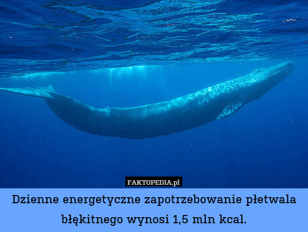 Dzienne energetyczne zapotrzebowanie płetwala błękitnego wynosi 1,5 mln kcal. 