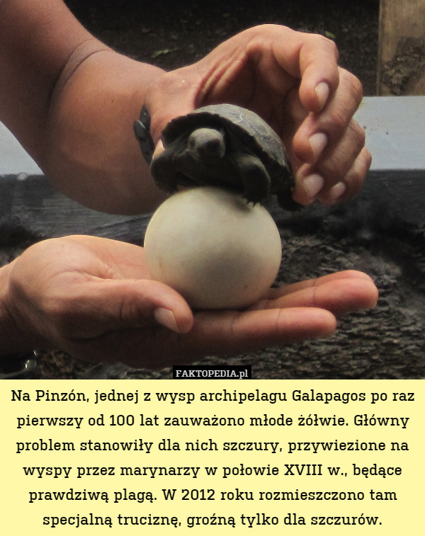 Na Pinzón, jednej z wysp archipelagu Galapagos po raz pierwszy od 100 lat zauważono młode żółwie. Główny problem stanowiły dla nich szczury, przywiezione na wyspy przez marynarzy w połowie XVIII w., będące prawdziwą plagą. W 2012 roku rozmieszczono tam specjalną truciznę, groźną tylko dla szczurów. 