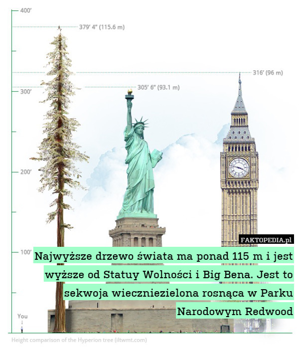 Najwyższe drzewo świata ma ponad 115 m i jest wyższe od Statuy Wolności i Big Bena. Jest to sekwoja wieczniezielona rosnąca w Parku Narodowym Redwood 