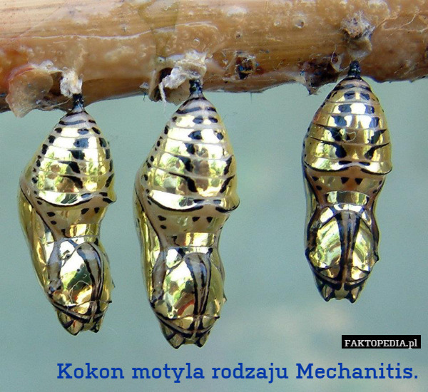 Kokon motyla rodzaju Mechanitis. 