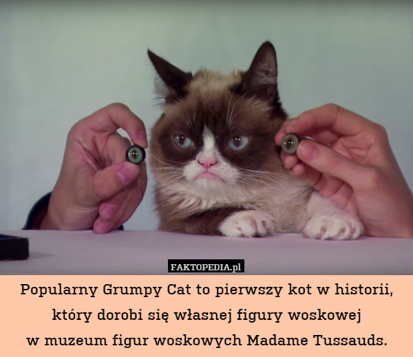 Popularny Grumpy Cat to pierwszy kot w historii, który dorobi się własnej figury woskowej
w muzeum figur woskowych Madame Tussauds. 