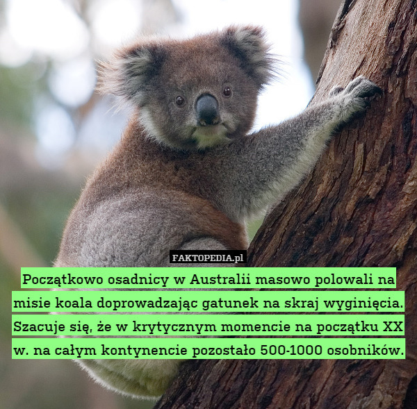 Początkowo osadnicy w Australii masowo polowali na misie koala doprowadzając gatunek na skraj wyginięcia. Szacuje się, że w krytycznym momencie na początku XX w. na całym kontynencie pozostało 500-1000 osobników. 