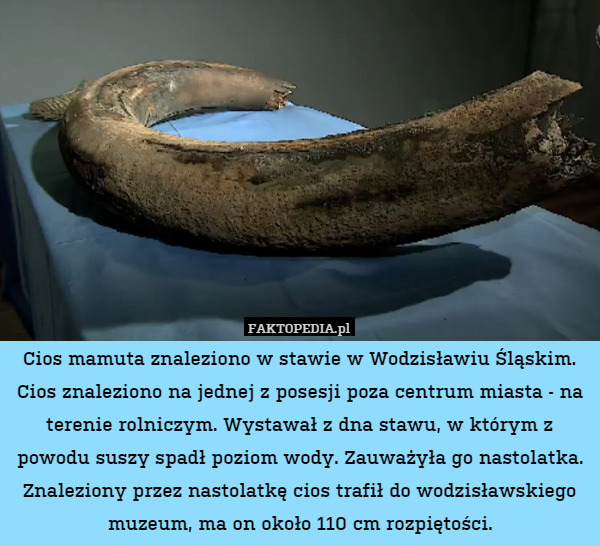 Cios mamuta znaleziono w stawie w Wodzisławiu Śląskim.
Cios znaleziono na jednej z posesji poza centrum miasta - na terenie rolniczym. Wystawał z dna stawu, w którym z powodu suszy spadł poziom wody. Zauważyła go nastolatka. Znaleziony przez nastolatkę cios trafił do wodzisławskiego muzeum, ma on około 110 cm rozpiętości. 