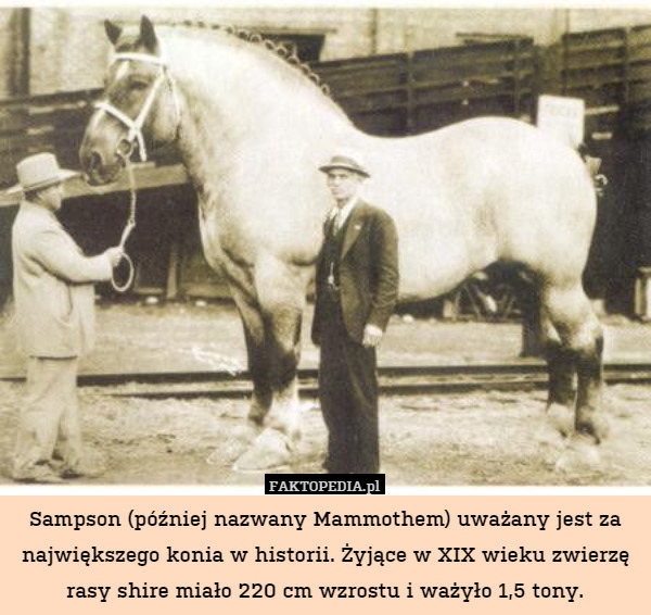 Sampson (później nazwany Mammothem) uważany jest za największego konia w historii. Żyjące w XIX wieku zwierzę rasy shire miało 220 cm wzrostu i ważyło 1,5 tony. 