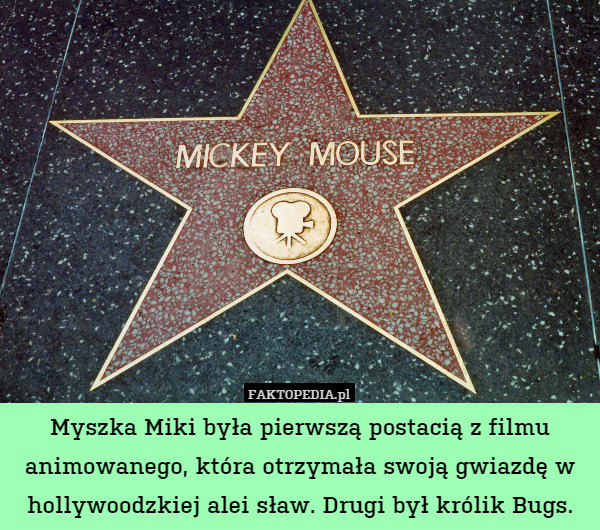 Myszka Miki była pierwszą postacią z filmu animowanego, która otrzymała swoją gwiazdę w hollywoodzkiej alei sław. Drugi był królik Bugs. 