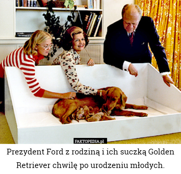 Prezydent Ford z rodziną i ich suczką Golden Retriever chwilę po urodzeniu młodych. 