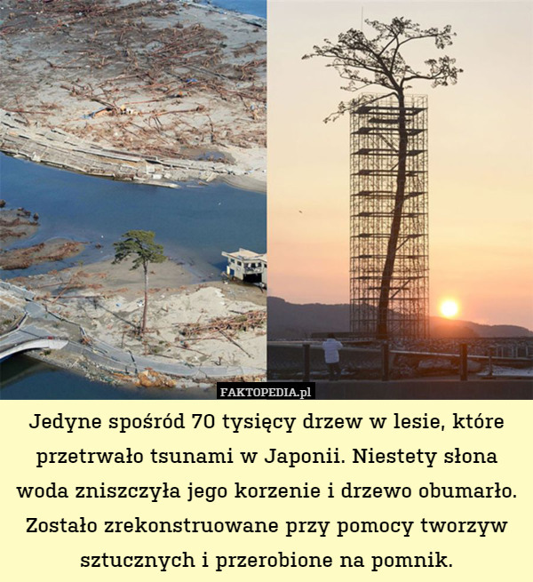 Jedyne spośród 70 tysięcy drzew w lesie, które przetrwało tsunami w Japonii. Niestety słona woda zniszczyła jego korzenie i drzewo obumarło. Zostało zrekonstruowane przy pomocy tworzyw sztucznych i przerobione na pomnik. 