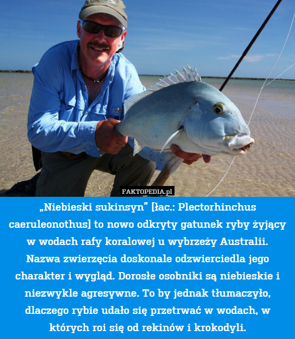 „Niebieski sukinsyn” [łac.: Plectorhinchus caeruleonothus] to nowo odkryty gatunek ryby żyjący w wodach rafy koralowej u wybrzeży Australii.
Nazwa zwierzęcia doskonale odzwierciedla jego charakter i wygląd. Dorosłe osobniki są niebieskie i niezwykle agresywne. To by jednak tłumaczyło, dlaczego rybie udało się przetrwać w wodach, w których roi się od rekinów i krokodyli. 