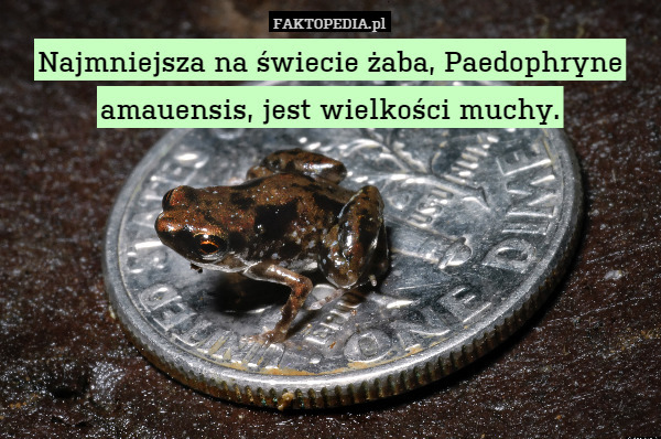 Najmniejsza na świecie żaba, Paedophryne amauensis, jest wielkości muchy. 