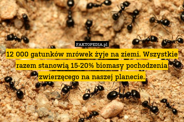 12 000 gatunków mrówek żyje na ziemi. Wszystkie razem stanowią 15-20% biomasy pochodzenia zwierzęcego na naszej planecie. 