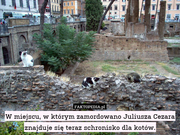 W miejscu, w którym zamordowano Juliusza Cezara znajduje się teraz schronisko dla kotów. 