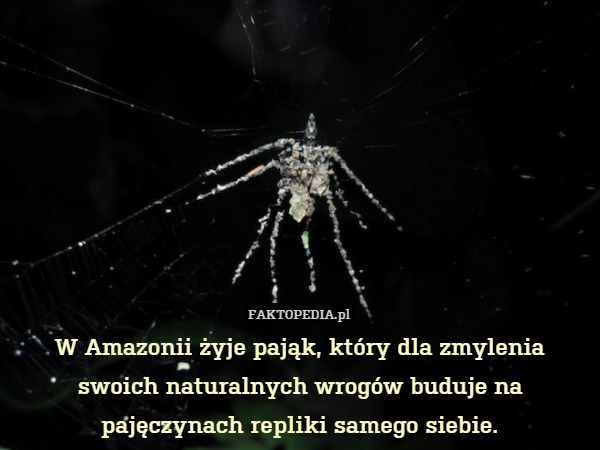 W Amazonii żyje pająk, który dla zmylenia swoich naturalnych wrogów buduje na pajęczynach repliki samego siebie. 