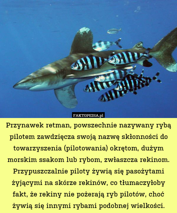 Przynawek retman, powszechnie nazywany rybą pilotem zawdzięcza swoją nazwę skłonności do towarzyszenia (pilotowania) okrętom, dużym morskim ssakom lub rybom, zwłaszcza rekinom. Przypuszczalnie piloty żywią się pasożytami żyjącymi na skórze rekinów, co tłumaczyłoby fakt, że rekiny nie pożerają ryb pilotów, choć żywią się innymi rybami podobnej wielkości. 