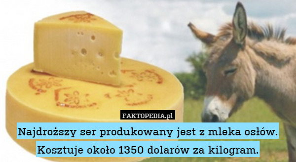 Najdroższy ser produkowany jest z mleka osłów. Kosztuje około 1350 dolarów za kilogram. 