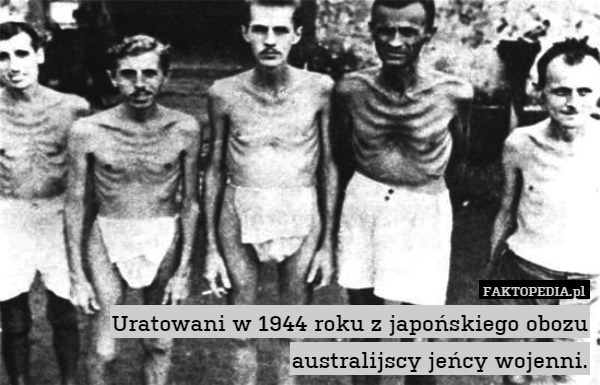 Uratowani w 1944 roku z japońskiego obozu australijscy jeńcy wojenni. 