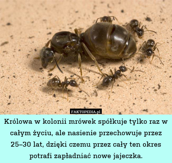 Królowa w kolonii mrówek spółkuje tylko raz w całym życiu, ale nasienie przechowuje przez 25–30 lat, dzięki czemu przez cały ten okres potrafi zapładniać nowe jajeczka. 