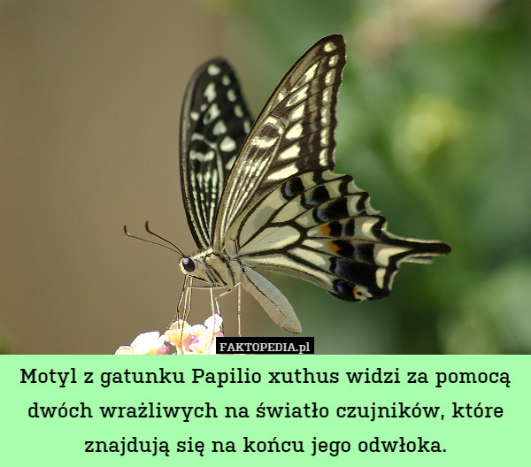 Motyl z gatunku Papilio xuthus widzi za pomocą dwóch wrażliwych na światło czujników, które znajdują się na końcu jego odwłoka. 