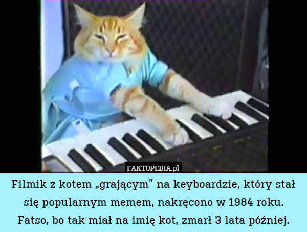 Filmik z kotem „grającym” na keyboardzie, który stał się popularnym memem, nakręcono w 1984 roku. Fatso, bo tak miał na imię kot, zmarł 3 lata później. 