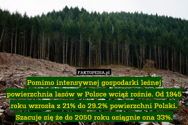 Pomimo intensywnej gospodarki leśnej powierzchnia lasów w Polsce wciąż rośnie. Od 1945 roku wzrosła z 21% do 29.2% powierzchni Polski. Szacuje się że do 2050 roku osiągnie ona 33%. 