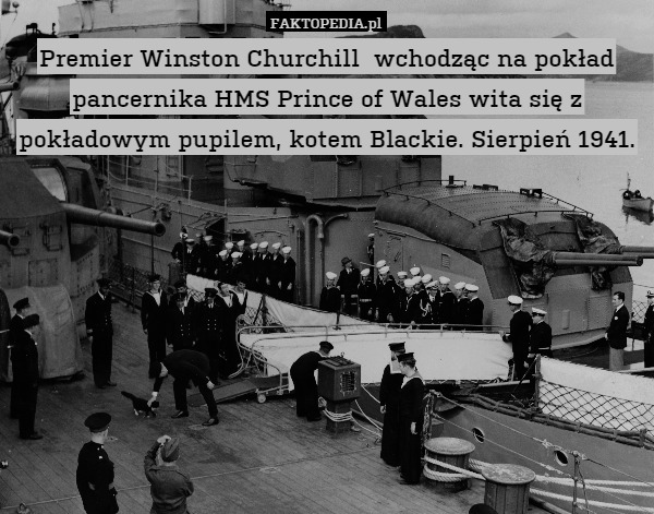 Premier Winston Churchill  wchodząc na pokład pancernika HMS Prince of Wales wita się z pokładowym pupilem, kotem Blackie. Sierpień 1941. 