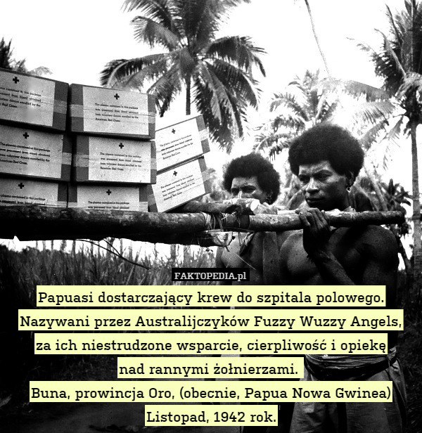 Papuasi dostarczający krew do szpitala polowego.
Nazywani przez Australijczyków Fuzzy Wuzzy Angels,
za ich niestrudzone wsparcie, cierpliwość i opiekę
nad rannymi żołnierzami. 
Buna, prowincja Oro, (obecnie, Papua Nowa Gwinea)
Listopad, 1942 rok. 