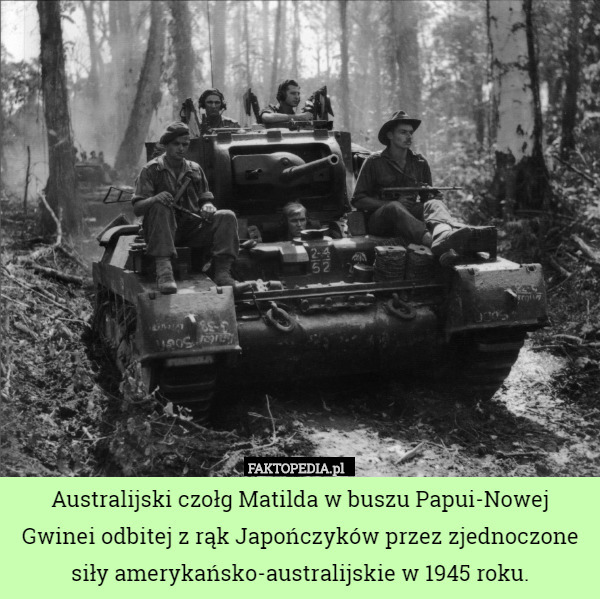 Australijski czołg Matilda w buszu Papui-Nowej Gwinei odbitej z rąk Japończyków przez zjednoczone siły amerykańsko-australijskie w 1945 roku. 