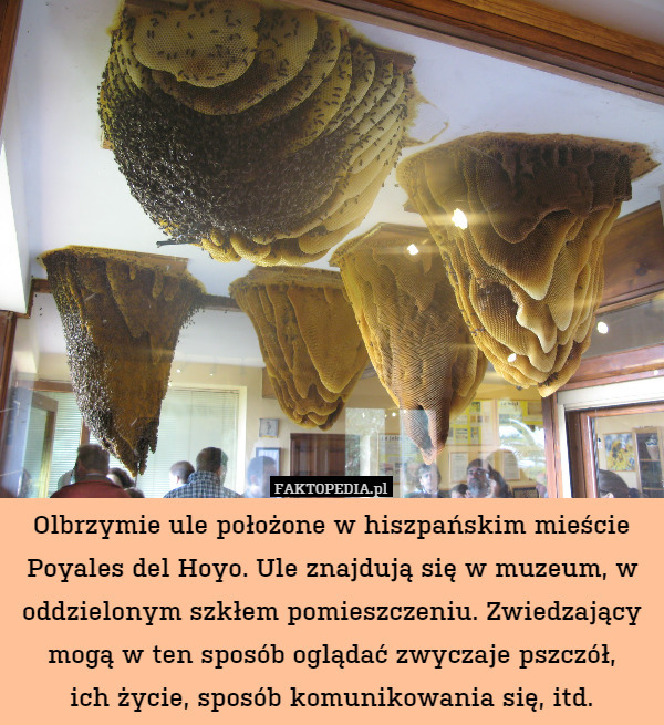 Olbrzymie ule położone w hiszpańskim mieście Poyales del Hoyo. Ule znajdują się w muzeum, w oddzielonym szkłem pomieszczeniu. Zwiedzający mogą w ten sposób oglądać zwyczaje pszczół,
ich życie, sposób komunikowania się, itd. 