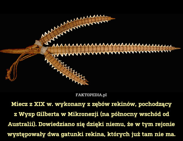 Miecz z XIX w. wykonany z zębów rekinów, pochodzący
z Wysp Gilberta w Mikronezji (na północny wschód od Australii). Dowiedziano się dzięki niemu, że w tym rejonie występowały dwa gatunki rekina, których już tam nie ma. 