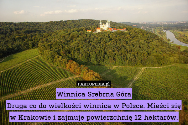 Winnica Srebrna Góra
Druga co do wielkości winnica w Polsce. Mieści się
w Krakowie i zajmuje powierzchnię 12 hektarów. 