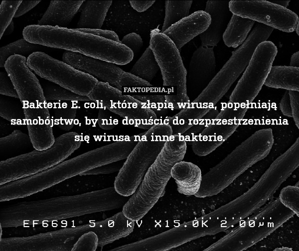 Bakterie E. coli, które złapią wirusa, popełniają samobójstwo, by nie dopuścić do rozprzestrzenienia się wirusa na inne bakterie. 