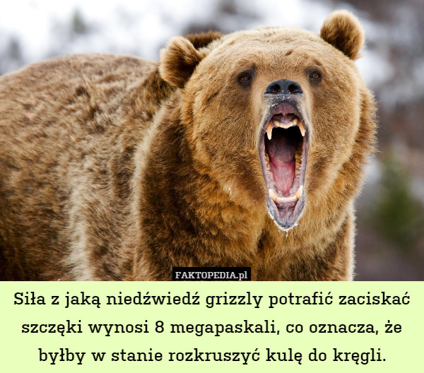 Siła z jaką niedźwiedź grizzly potrafić zaciskać szczęki wynosi 8 megapaskali, co oznacza, że byłby w stanie rozkruszyć kulę do kręgli. 