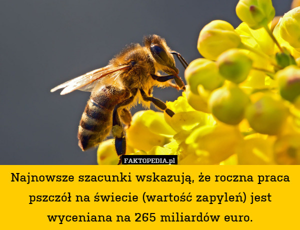 Najnowsze szacunki wskazują, że roczna praca pszczół na świecie (wartość zapyleń) jest wyceniana na 265 miliardów euro. 