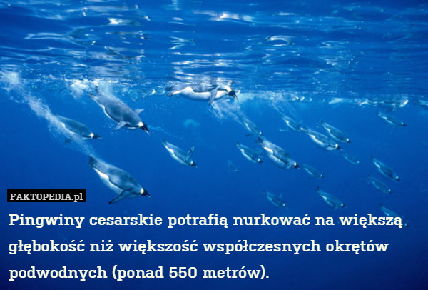 Pingwiny cesarskie potrafią nurkować na większą głębokość niż większość współczesnych okrętów podwodnych (ponad 550 metrów). 