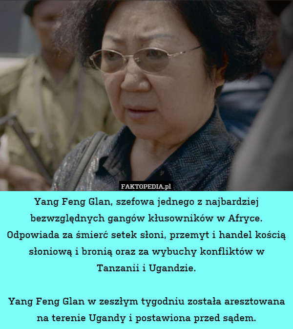 Yang Feng Glan, szefowa jednego z najbardziej bezwzględnych gangów kłusowników w Afryce. Odpowiada za śmierć setek słoni, przemyt i handel kością słoniową i bronią oraz za wybuchy konfliktów w Tanzanii i Ugandzie.

Yang Feng Glan w zeszłym tygodniu została aresztowana na terenie Ugandy i postawiona przed sądem. 