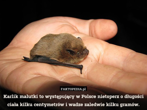 Karlik malutki to występujący w Polsce nietoperz o długości ciała kilku centymetrów i wadze zaledwie kilku gramów. 