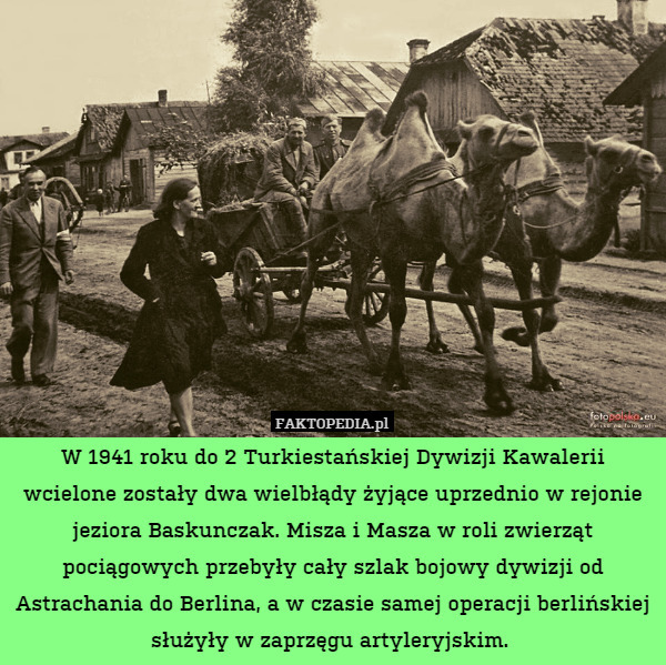 W 1941 roku do 2 Turkiestańskiej Dywizji Kawalerii wcielone zostały dwa wielbłądy żyjące uprzednio w rejonie jeziora Baskunczak. Misza i Masza w roli zwierząt pociągowych przebyły cały szlak bojowy dywizji od Astrachania do Berlina, a w czasie samej operacji berlińskiej służyły w zaprzęgu artyleryjskim. 