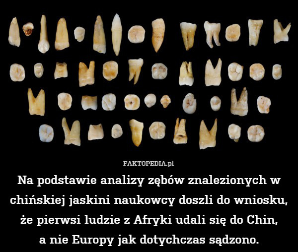 Na podstawie analizy zębów znalezionych w chińskiej jaskini naukowcy doszli do wniosku, że pierwsi ludzie z Afryki udali się do Chin,
a nie Europy jak dotychczas sądzono. 