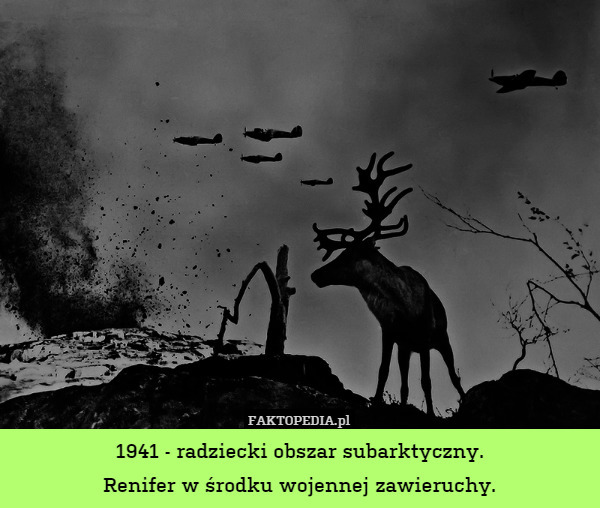 1941 - radziecki obszar subarktyczny.
Renifer w środku wojennej zawieruchy. 