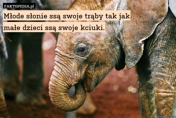 Młode słonie ssą swoje trąby tak jak
małe dzieci ssą swoje kciuki. 