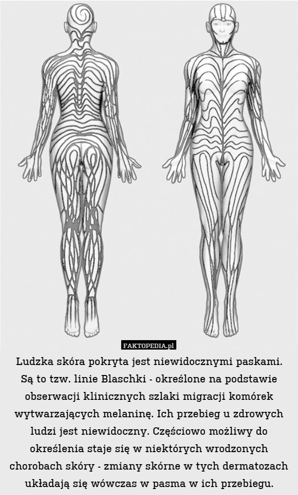 Ludzka skóra pokryta jest niewidocznymi paskami.
Są to tzw. linie Blaschki - określone na podstawie obserwacji klinicznych szlaki migracji komórek wytwarzających melaninę. Ich przebieg u zdrowych ludzi jest niewidoczny. Częściowo możliwy do określenia staje się w niektórych wrodzonych chorobach skóry - zmiany skórne w tych dermatozach układają się wówczas w pasma w ich przebiegu. 