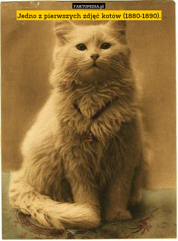 Jedno z pierwszych zdjęć kotów (1880-1890). 