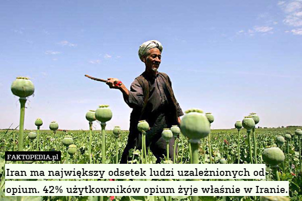 Iran ma największy odsetek ludzi uzależnionych od opium. 42% użytkowników opium żyje właśnie w Iranie. 
