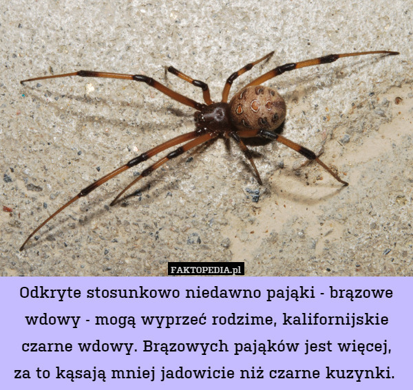 Odkryte stosunkowo niedawno pająki - brązowe wdowy - mogą wyprzeć rodzime, kalifornijskie czarne wdowy. Brązowych pająków jest więcej,
za to kąsają mniej jadowicie niż czarne kuzynki. 
